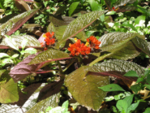 Bandila-an red water flower